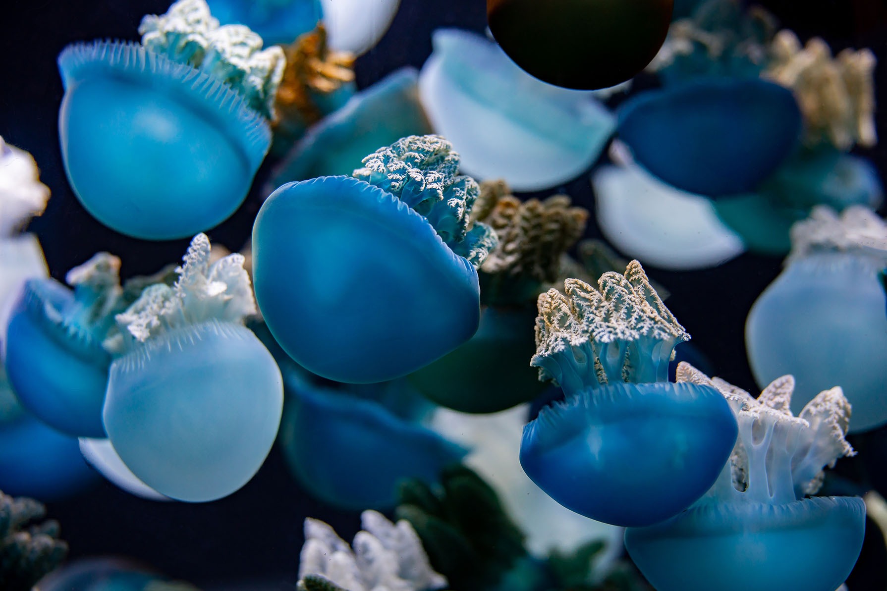 Group of blue blubber jellies