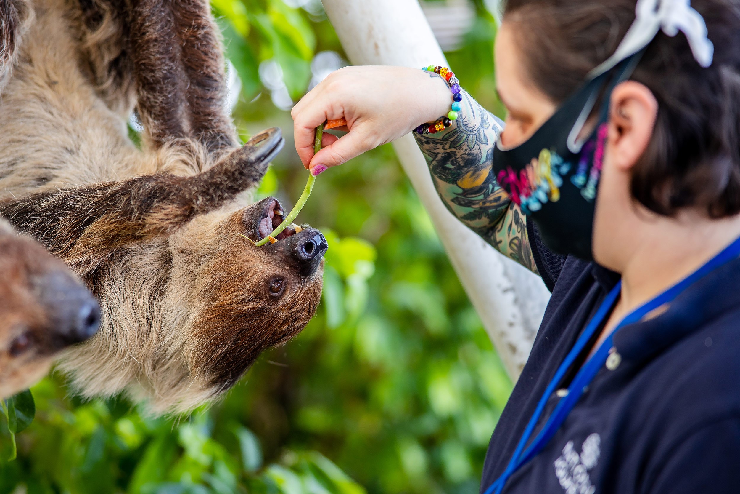 Employee in Mask Feeding 2 Sloths