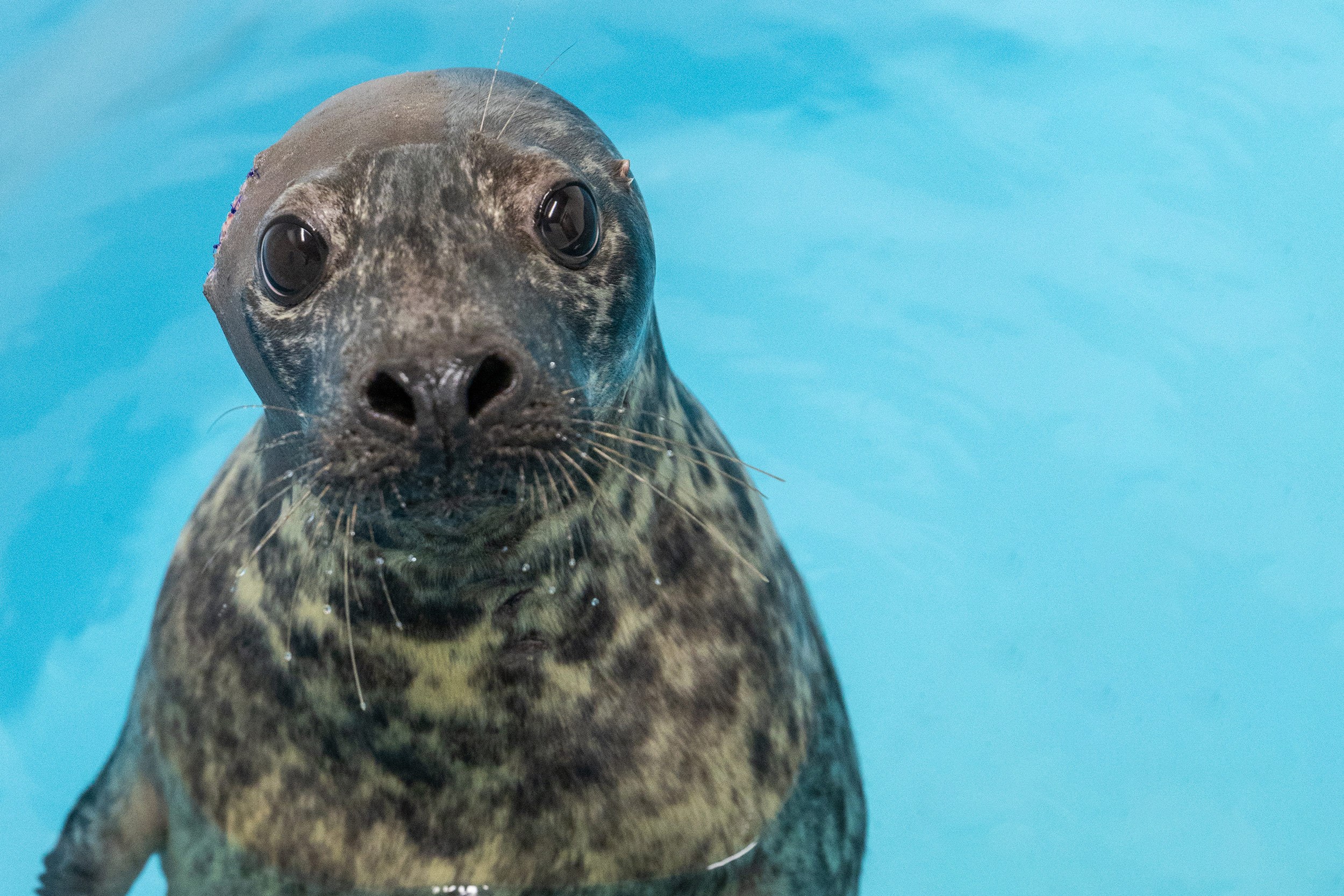 Rescued Grey Seal Pippi Floating in Pool at ACRC