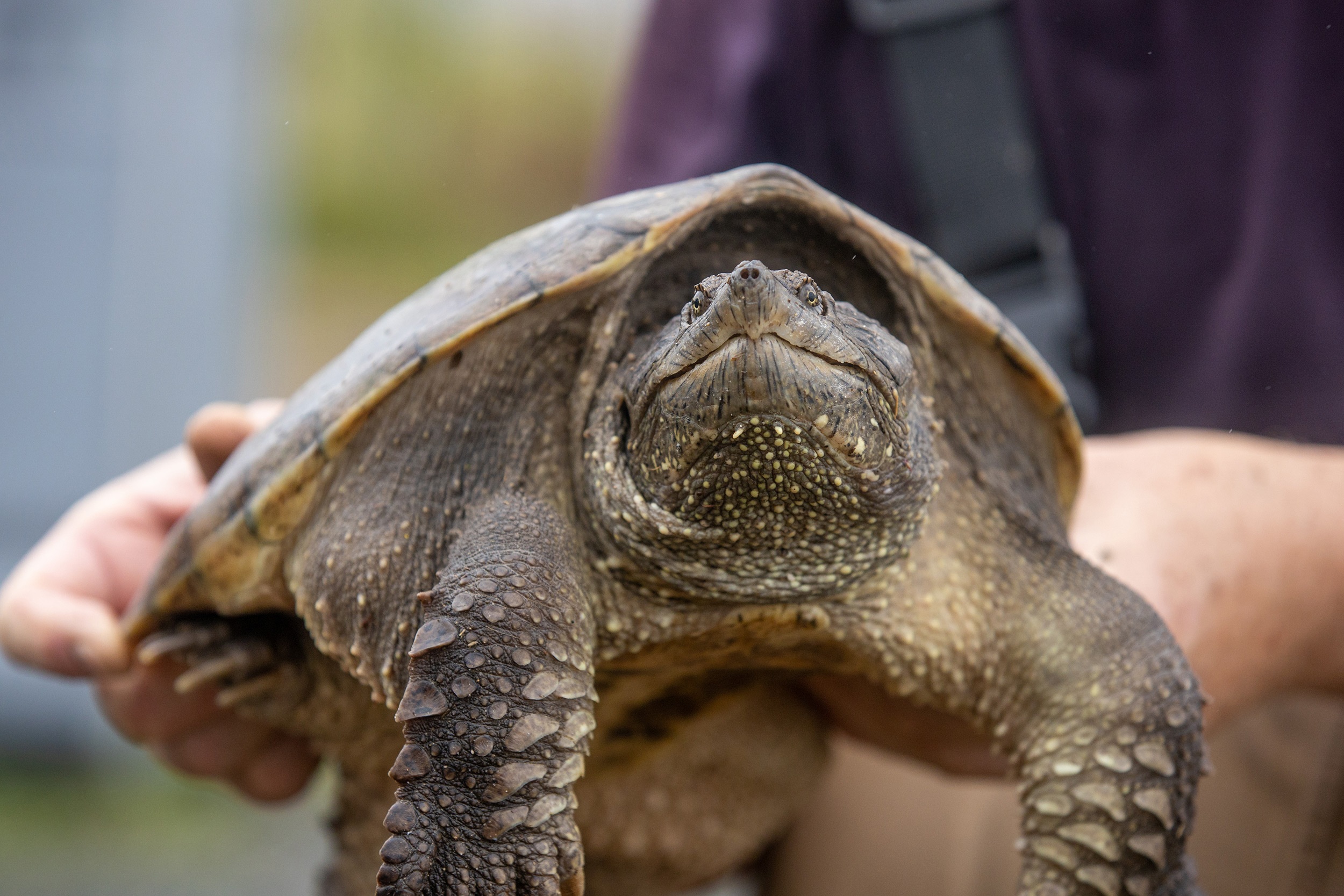 Close-up of a Snapping Turtle Being Held