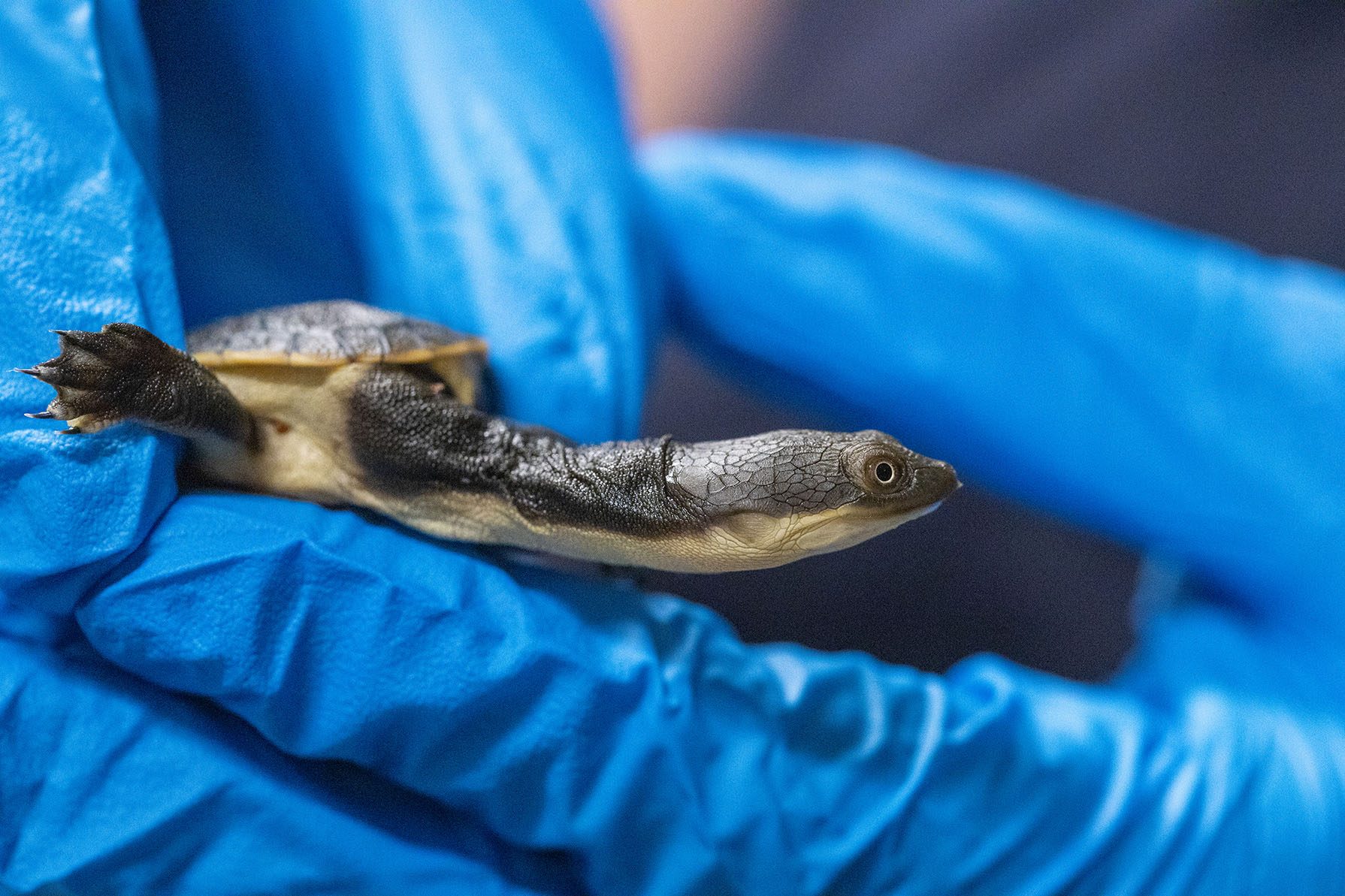 Aquarist Holding Sandstone Snake-Neck Turtle Hatchling