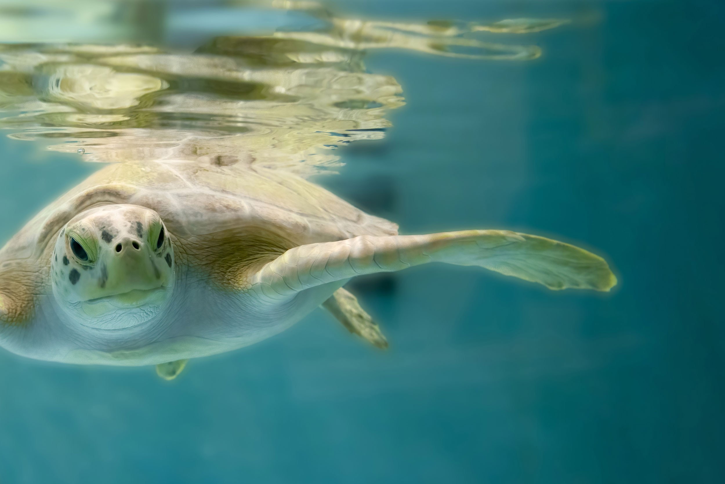 Close-up of Kai the Green Sea Turtle Swimming