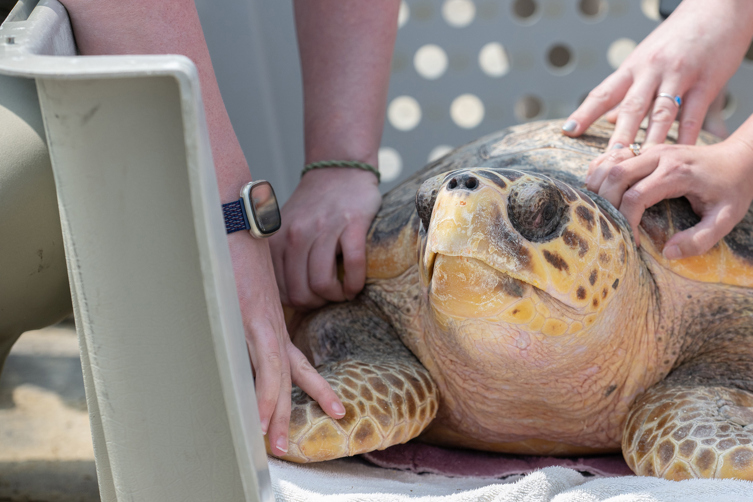 Loggerhead Sea Turtle, Glockenspiel, Resting in a Carrier with Multiple Hands on Him During His Release