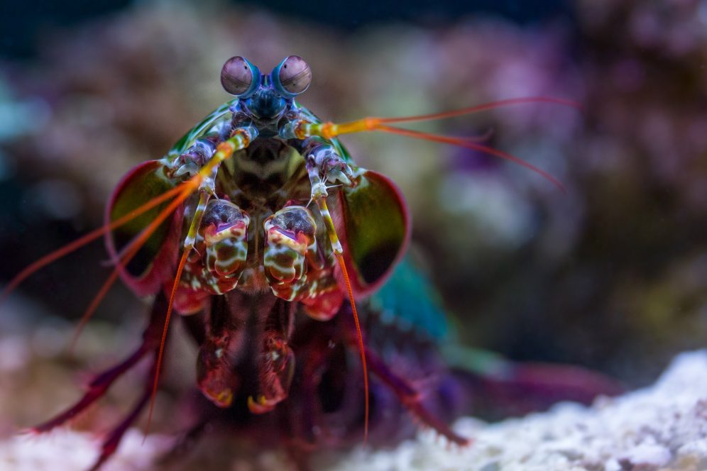 National Aquarium P is for Peacock Mantis Shrimp