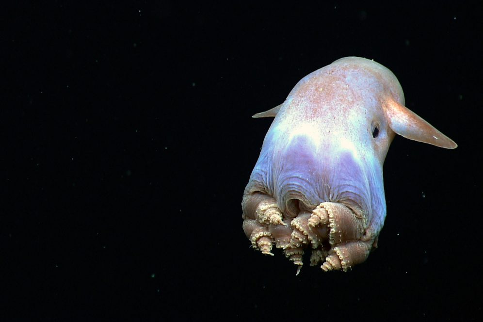 National Aquarium D Is For Dumbo Octopus