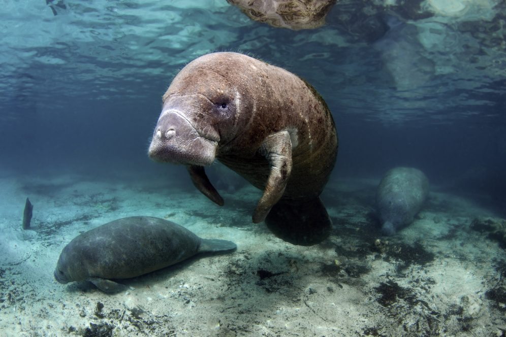 National Aquarium Manatee Awareness Month