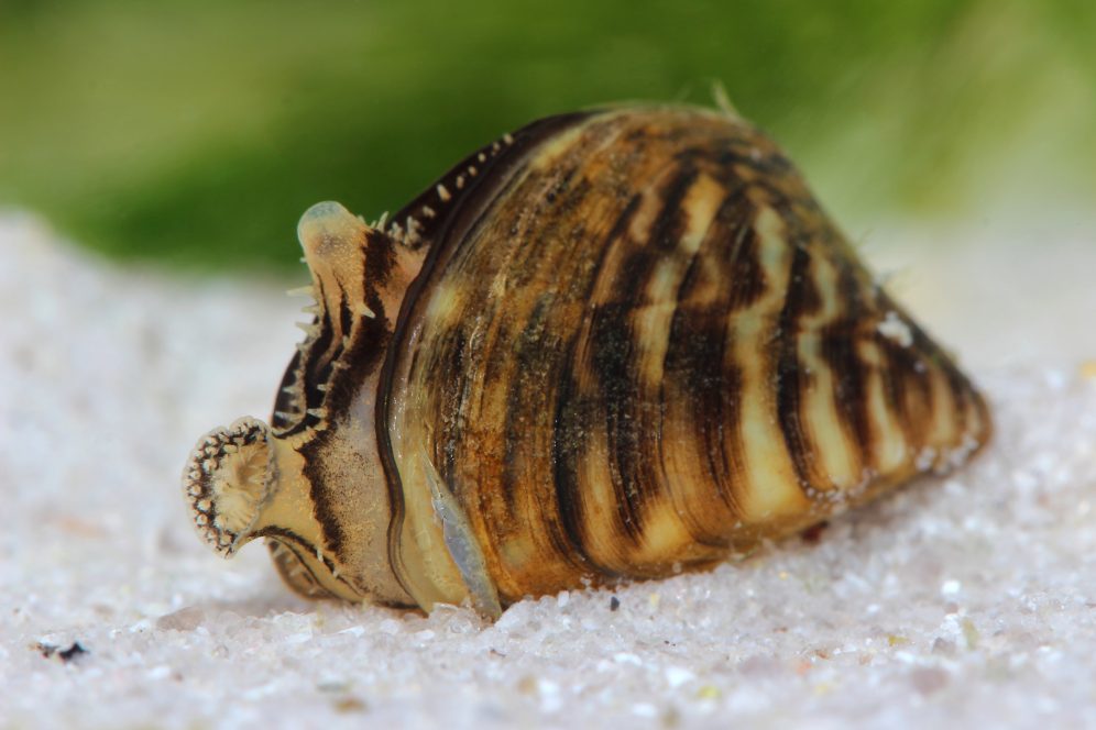 pictures of zebra mussels