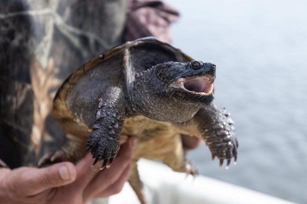 National Aquarium - Tis the Season for Turtles