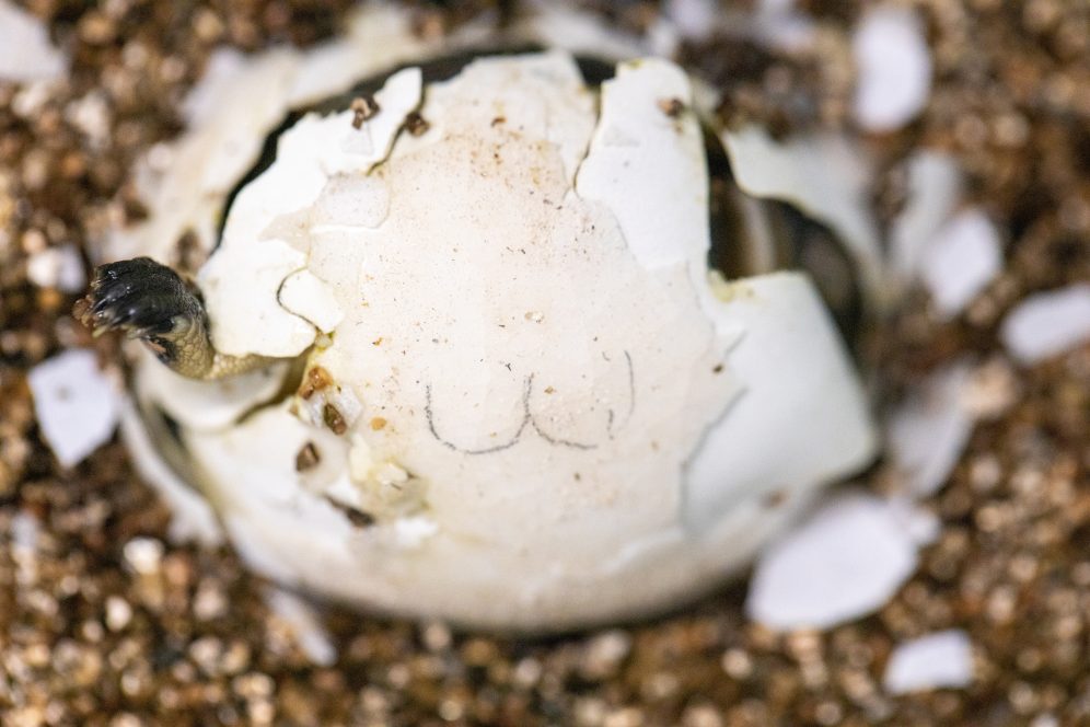 National Aquarium - Rare Turtle Hatchlings Grow, Learn—and Teach