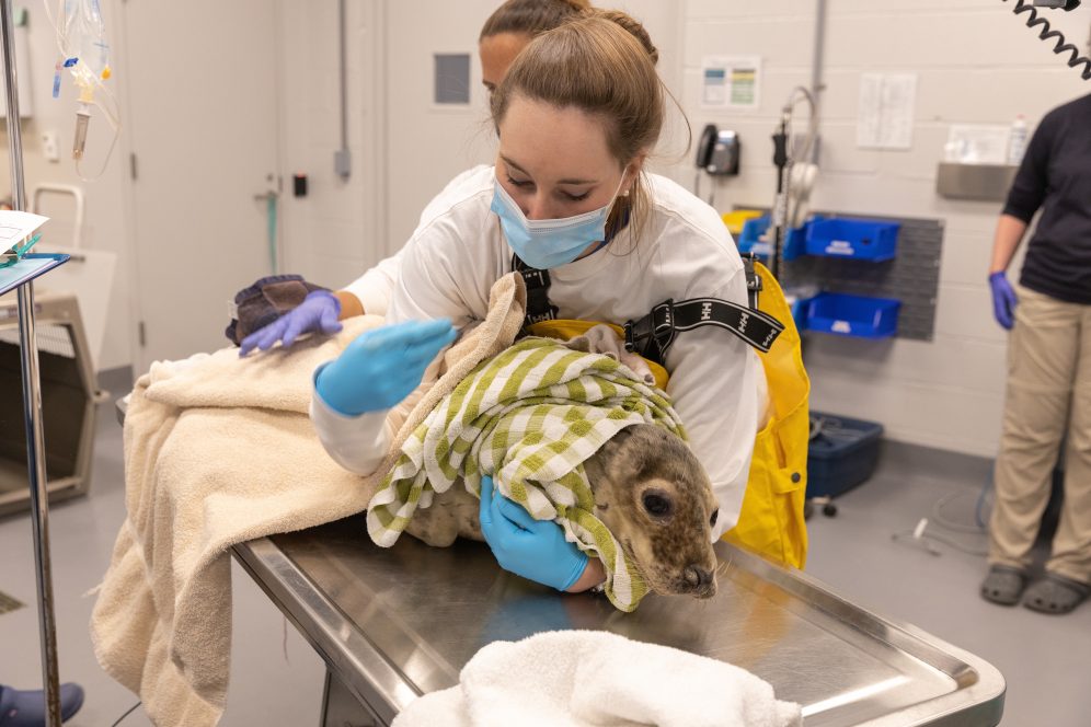 National Aquarium Animal Rescue Update Tom Sawyer
