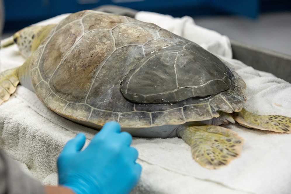 National Aquarium - Caring for Kai