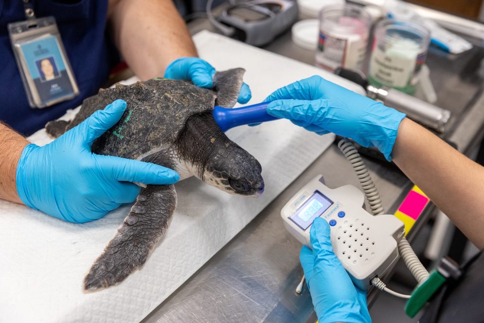 National Aquarium - Rescued Sea Turtle Update