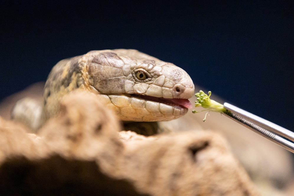 National Aquarium Volunteer