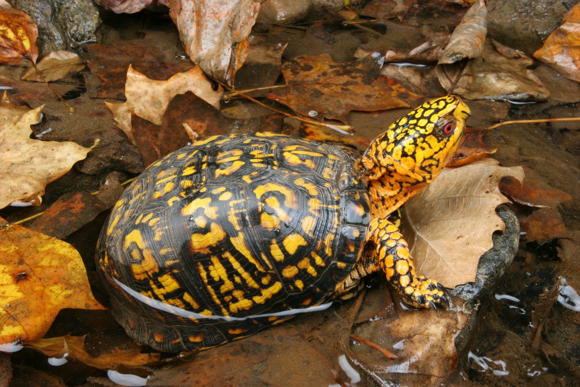 National Aquarium - Tis the Season for Turtles