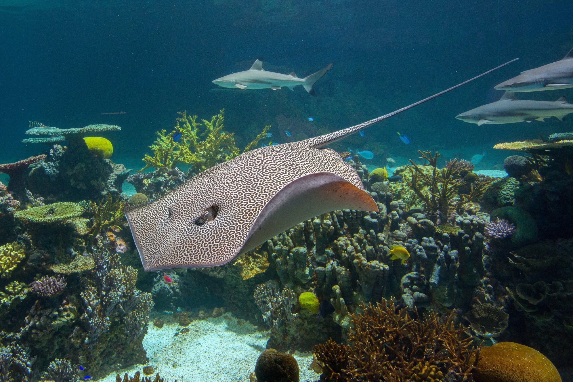 National Aquarium - Mistaken Identities: Stingrays vs. Skates 