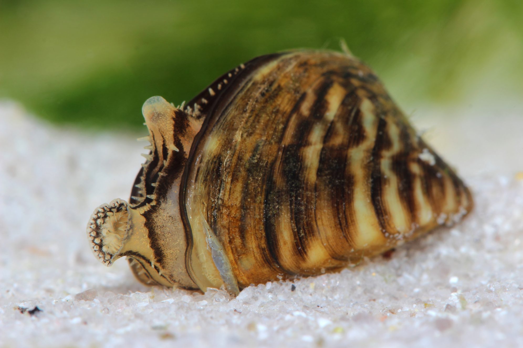 National Aquarium - Z is for Zebra Mussel