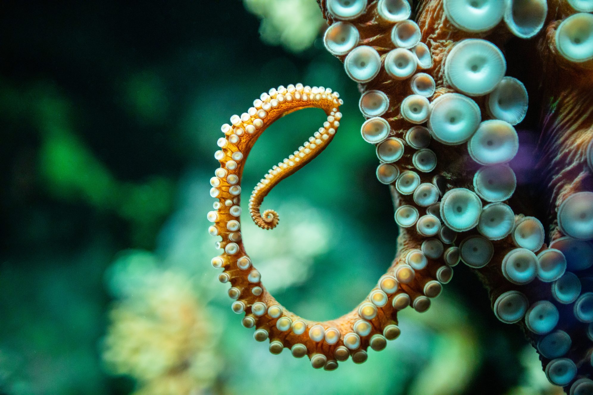 National Aquarium An Ode to the Octopus