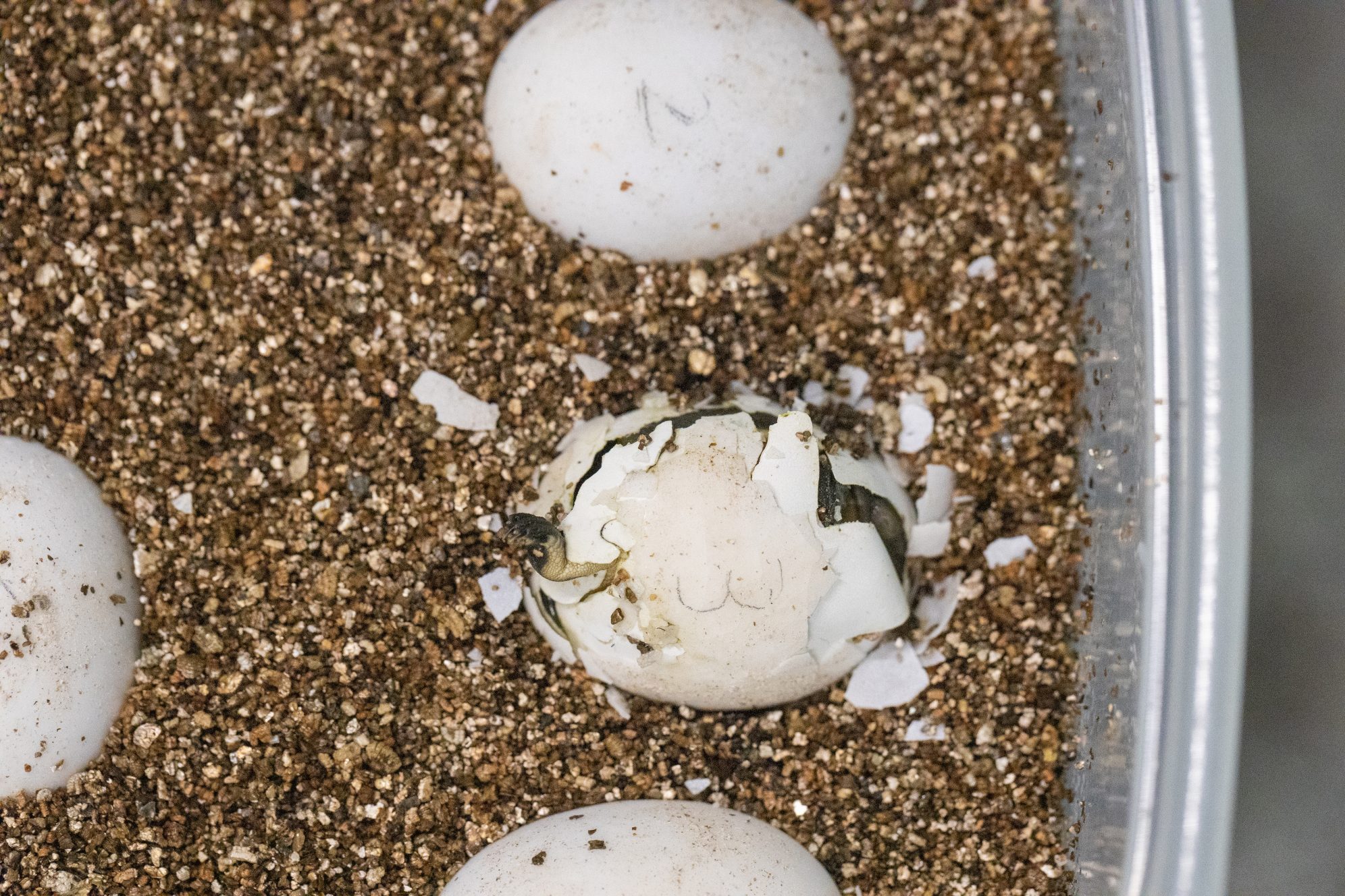 National Aquarium - Rare Turtle Hatchlings Grow, Learn—and Teach