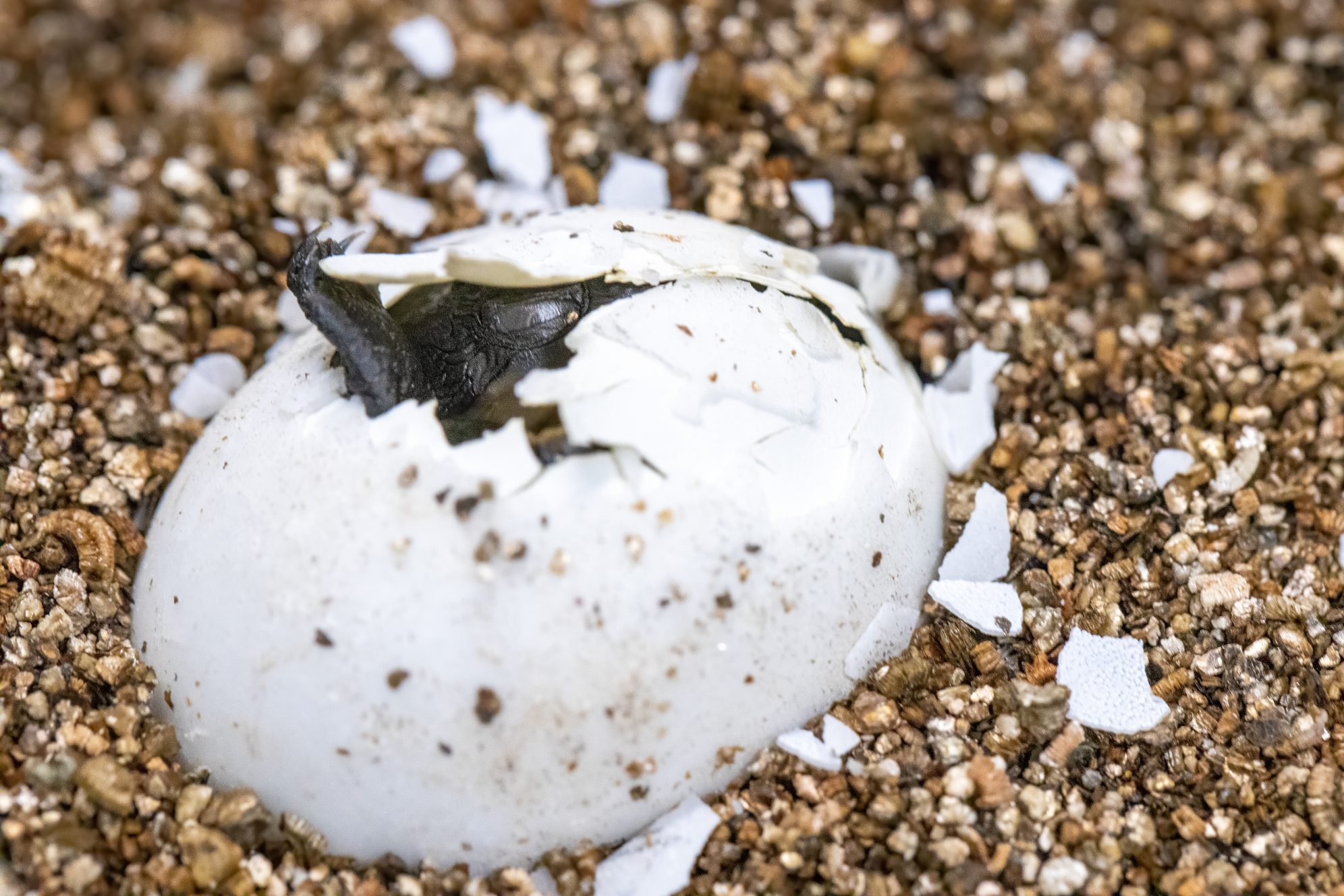 National Aquarium - Rare Turtle Hatchlings Grow, Learn—and Teach