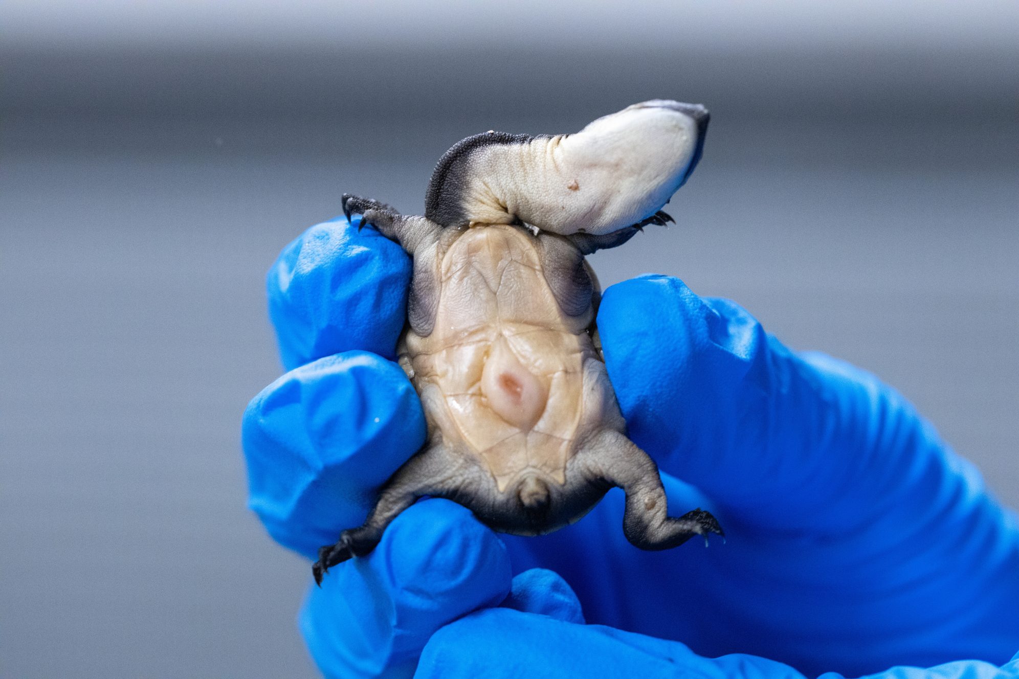 National Aquarium Rare Turtle Hatchlings Grow Learn—and Teach 