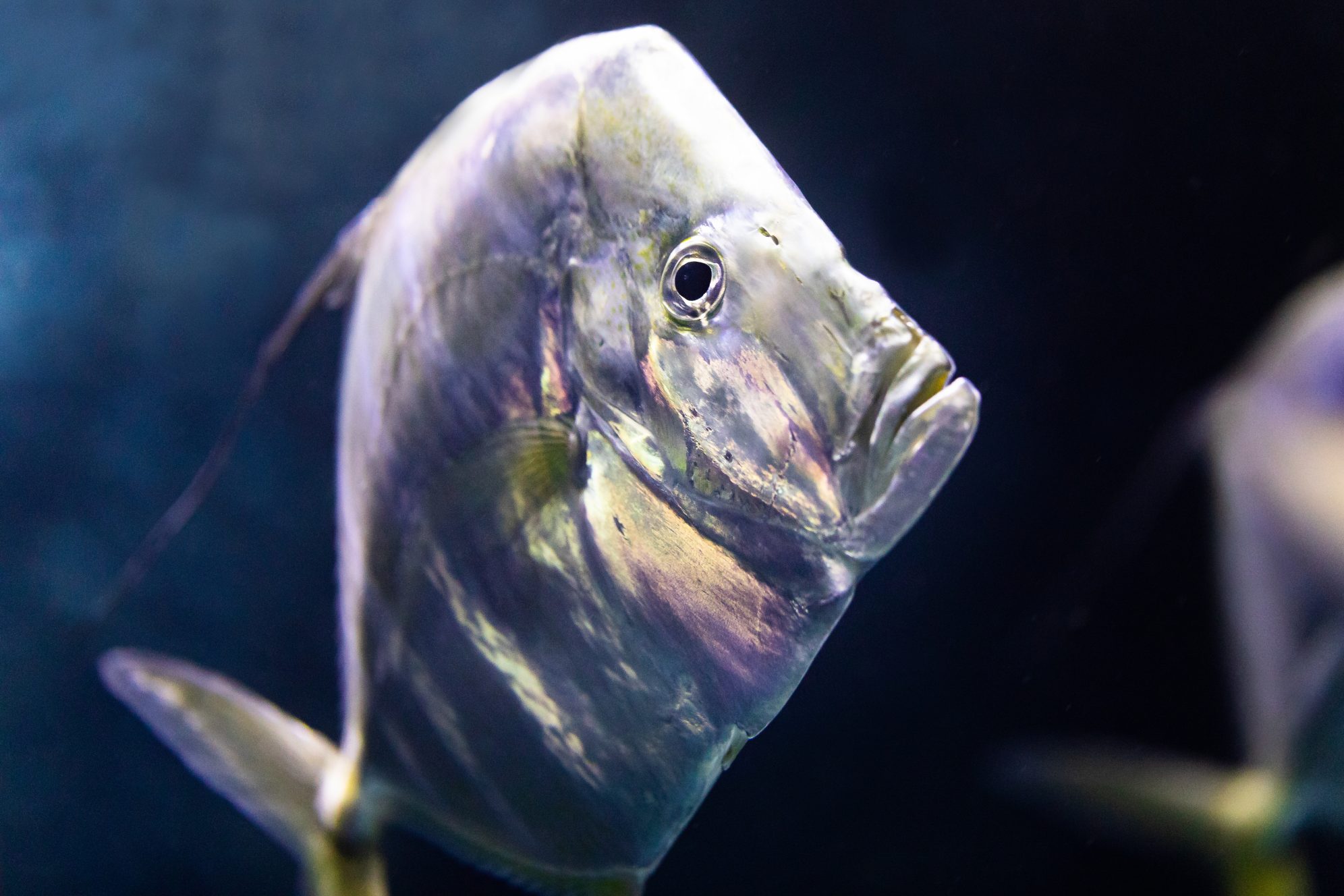 National Aquarium