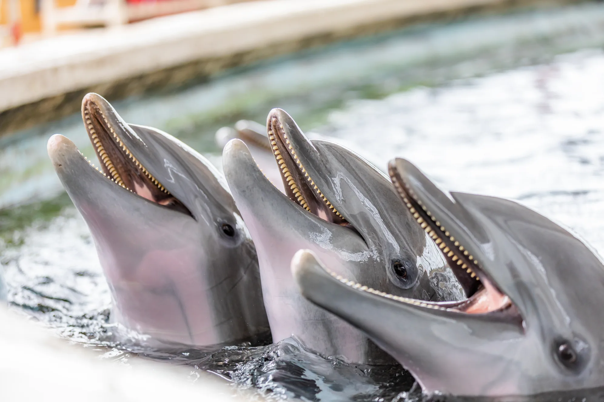 National Aquarium - Are Animals Altruistic?