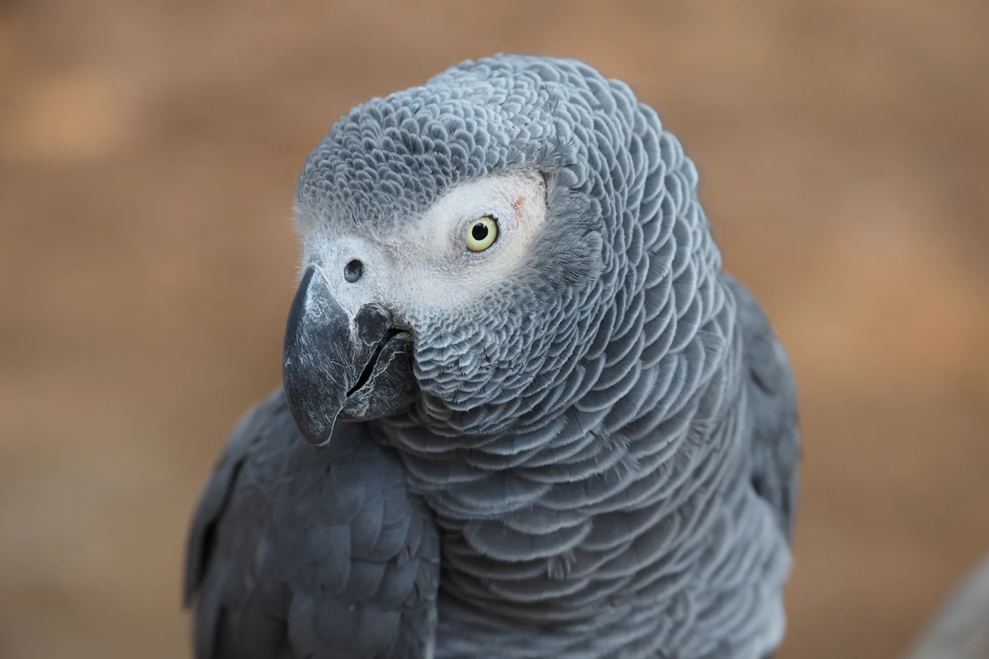 National Aquarium - Are Animals Altruistic?