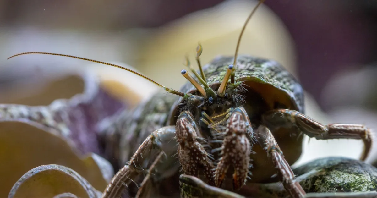 National Aquarium - Hermit Crabs