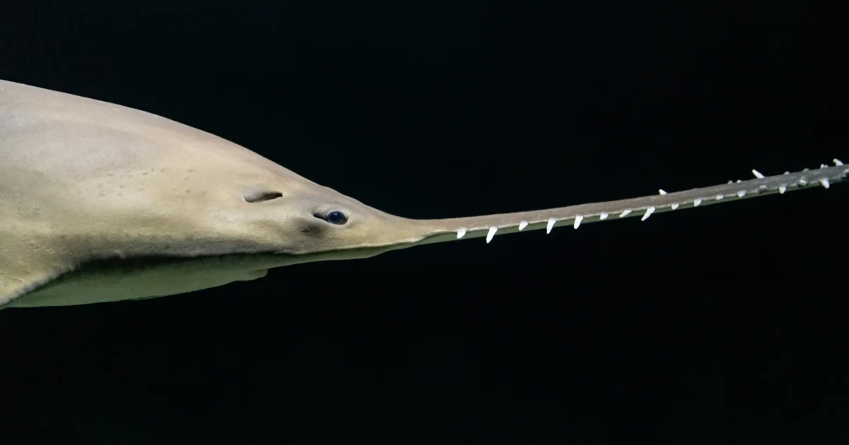 National Aquarium - Celebrating Sawfish