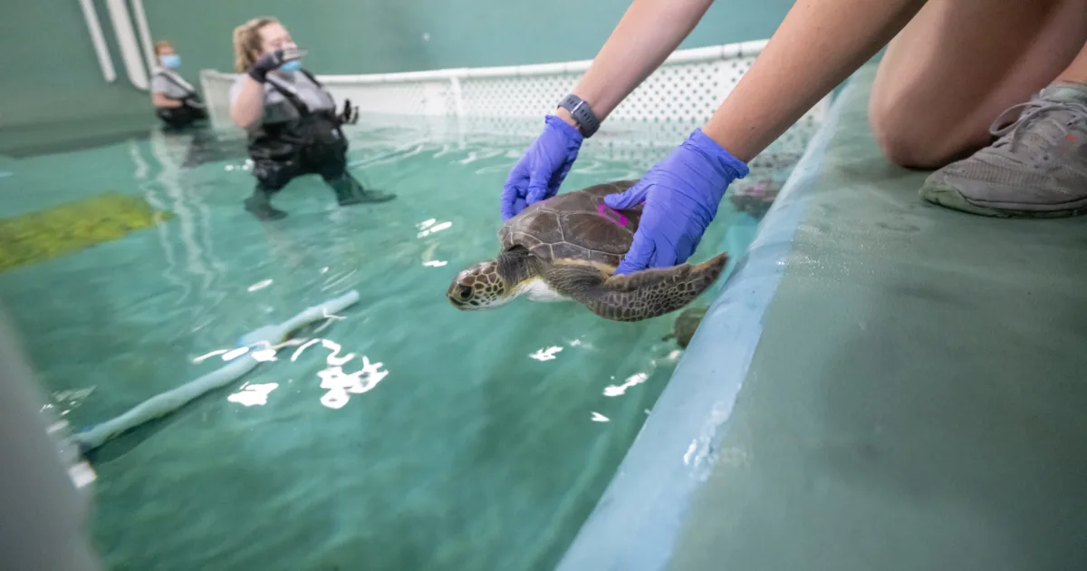 National Aquarium - 2022 Recap: National Aquarium Animal Rescue