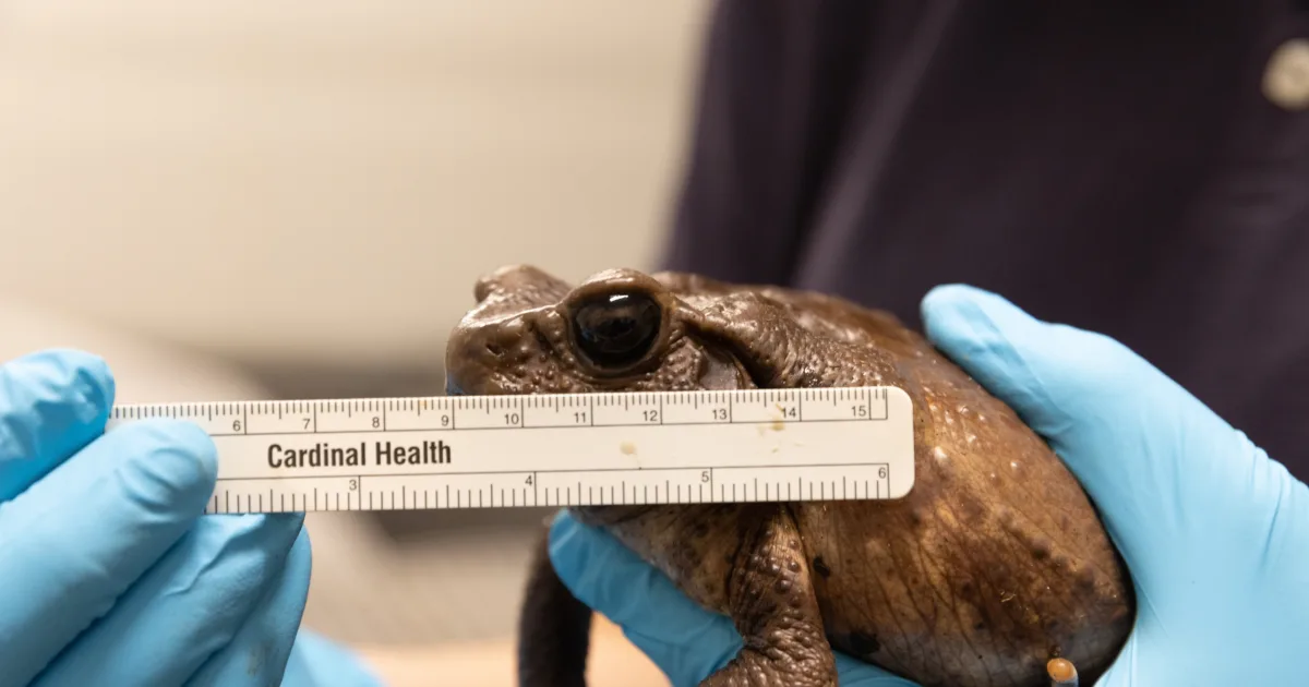 Meet the Mottled Monocular Toad