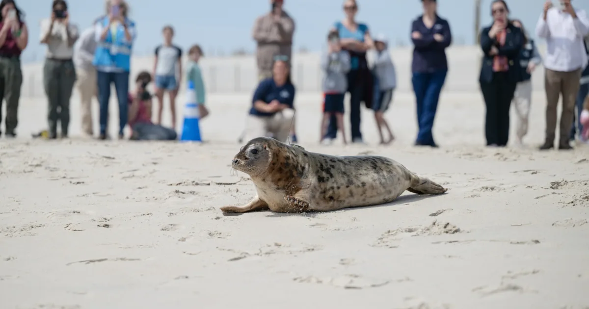 National Aquarium National Aquarium Releases Two Rescued Juvenile(00)