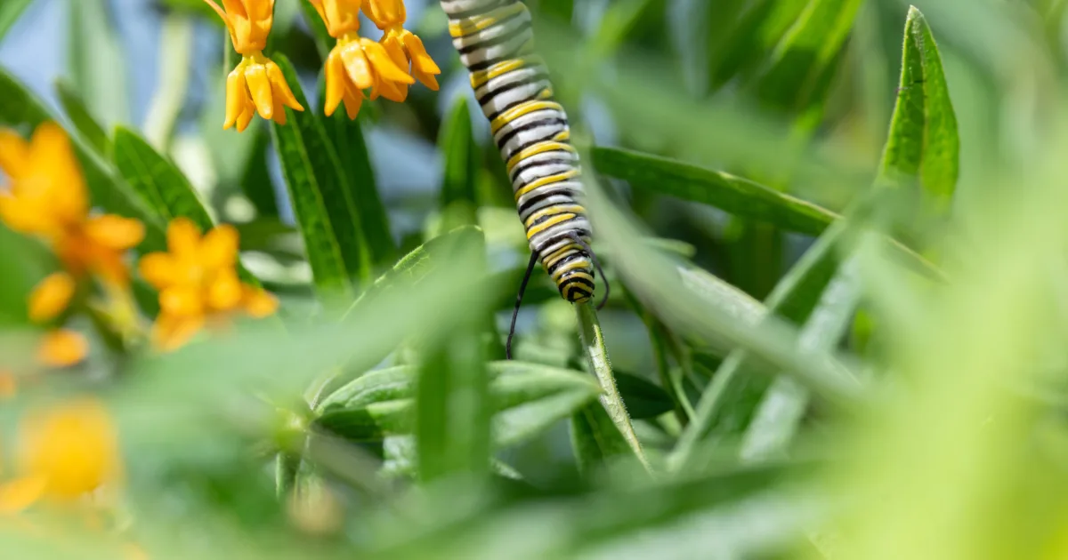 National Aquarium - City Nature Challenge: Baltimore