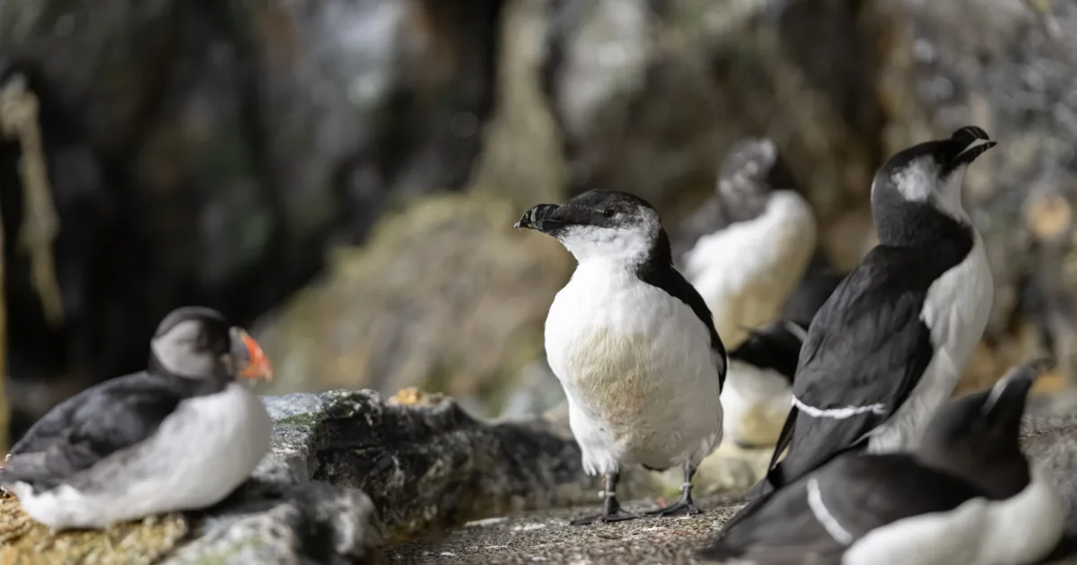 National Aquarium Razorbill national-aquarium-razorbill