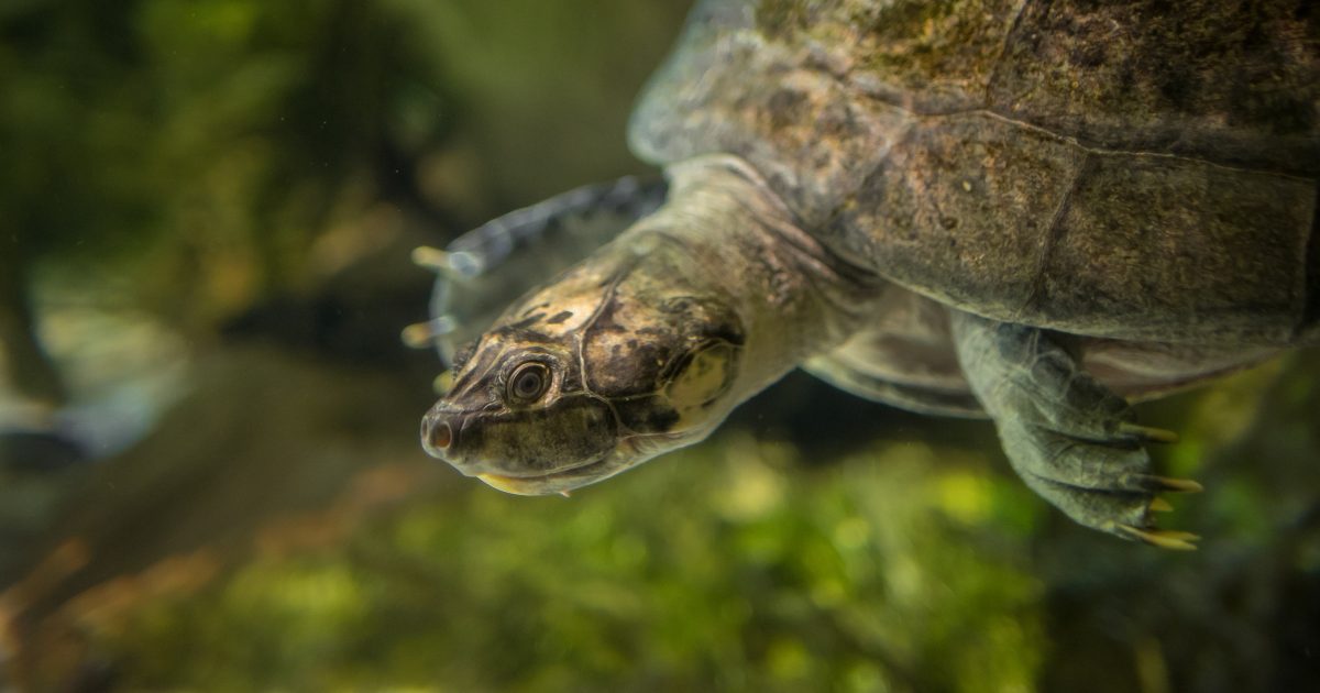 National Aquarium - Giant South American River Turtle