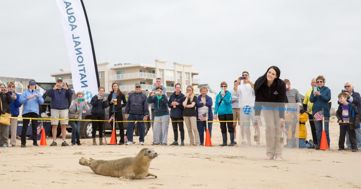 National Aquarium National Aquarium Animal Rescue Celebrates 25th