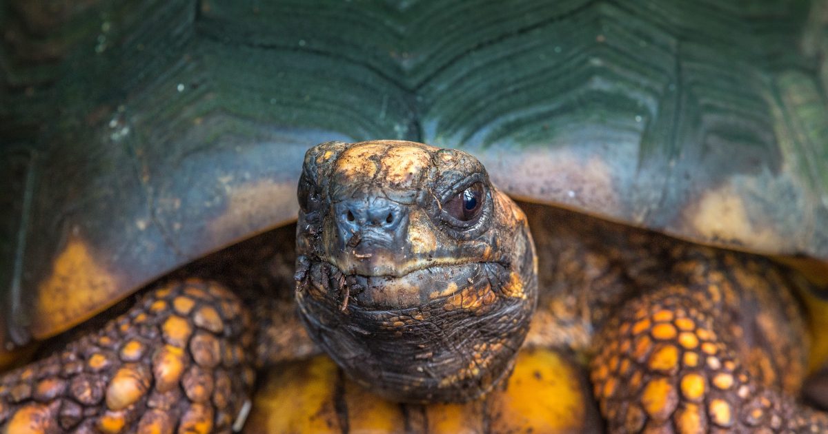 National Aquarium - South American Yellow-Footed Tortoise