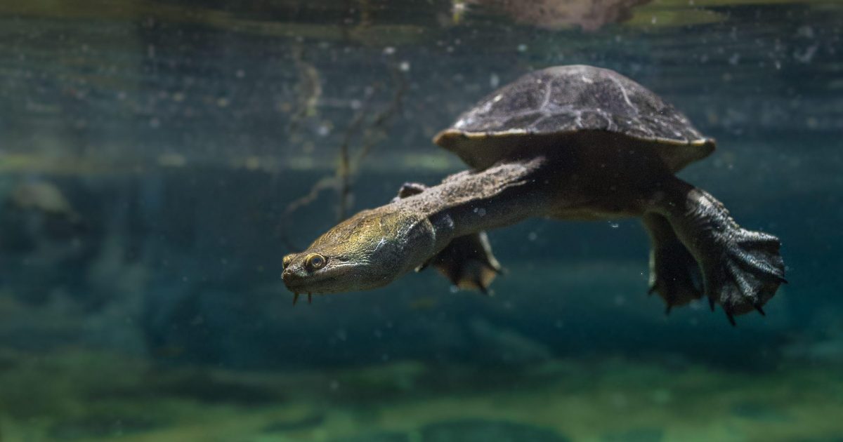 National Aquarium - Kimberley Snake-Necked Turtle