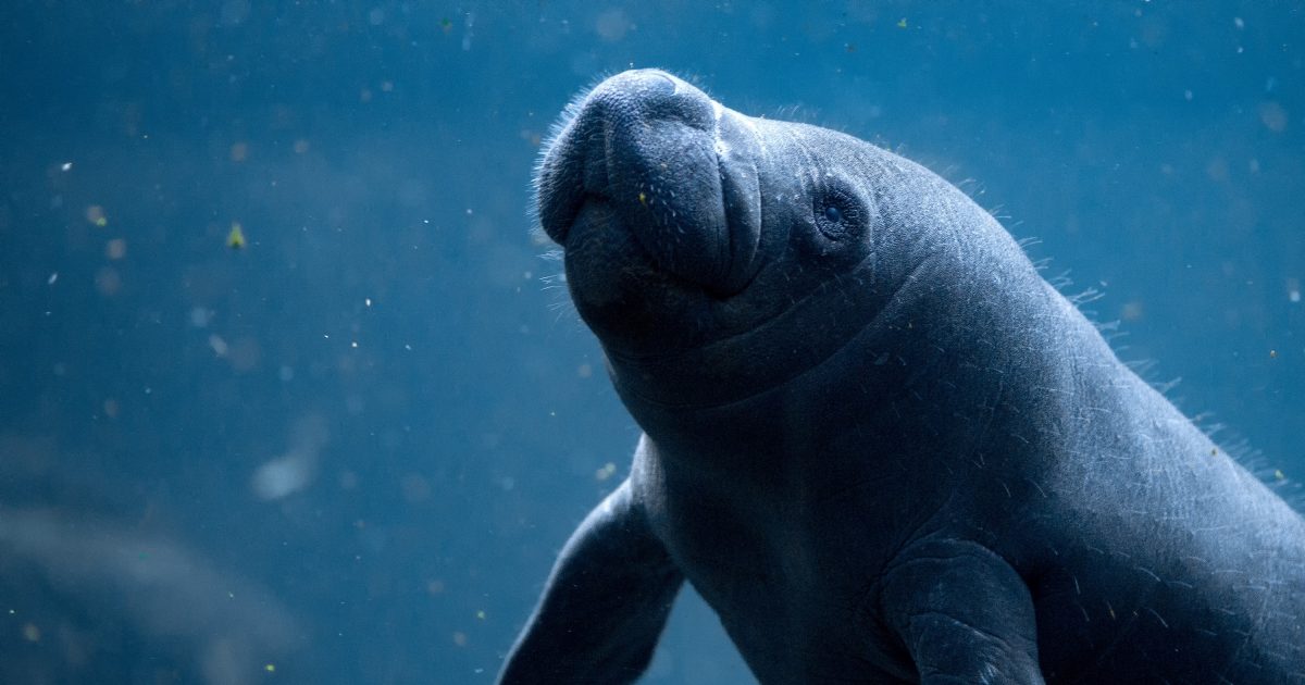 National Aquarium Manatee Awareness Month