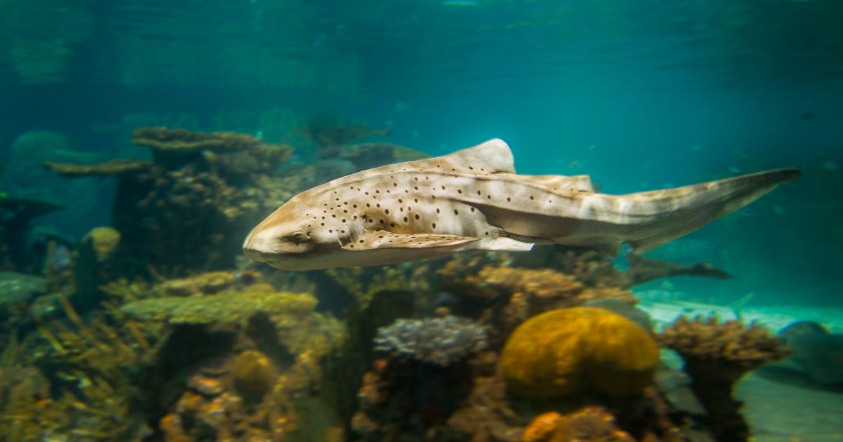 National Aquarium - Zebra Shark