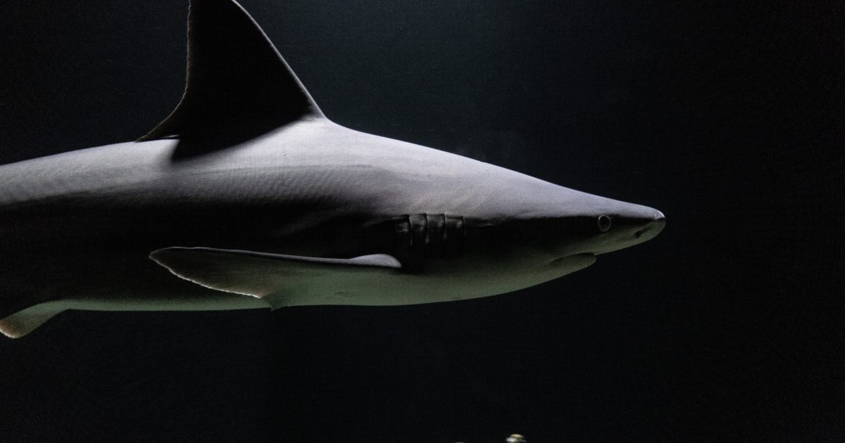 National Aquarium Aquarium After Dark