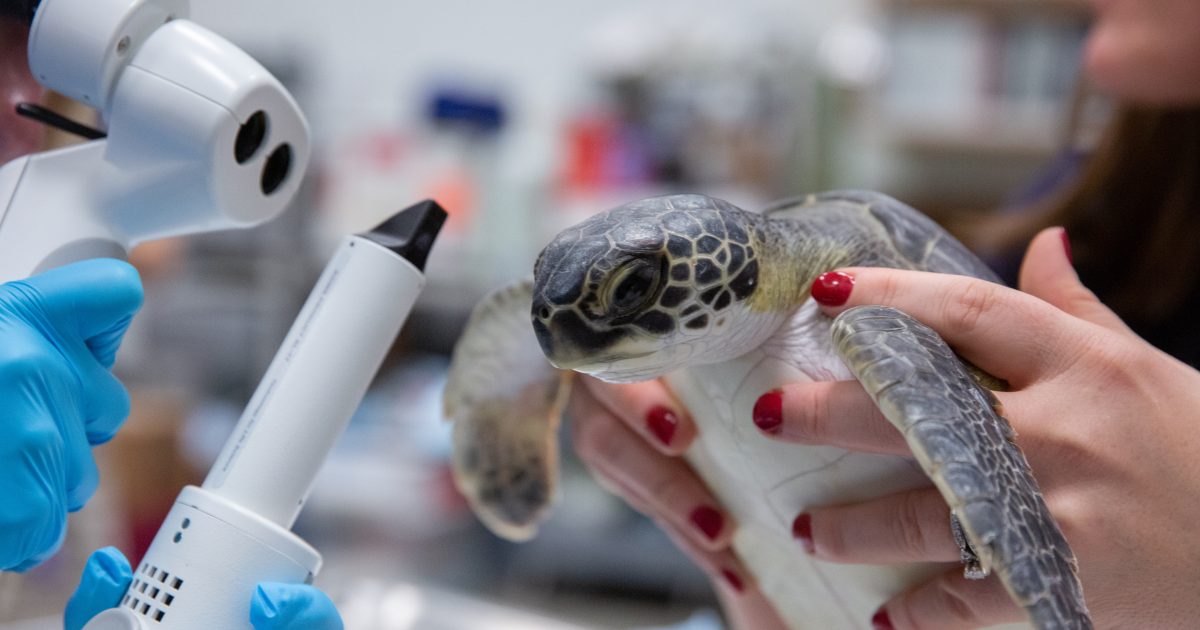 National Aquarium Aquarium Careers Animal Rescue