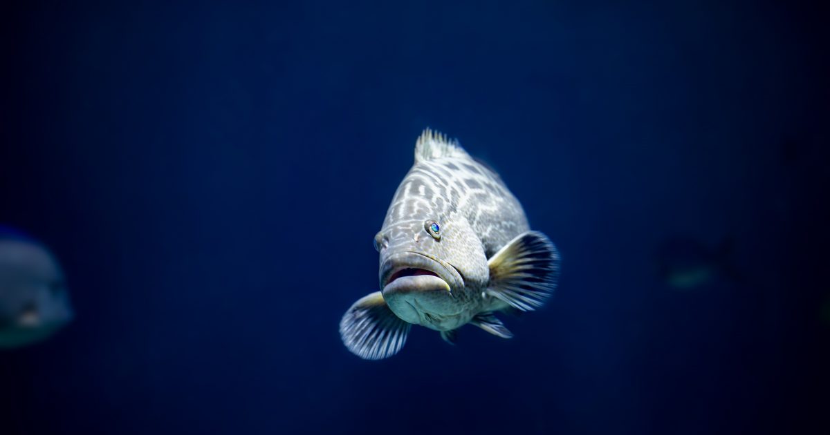 National Aquarium - Black Grouper