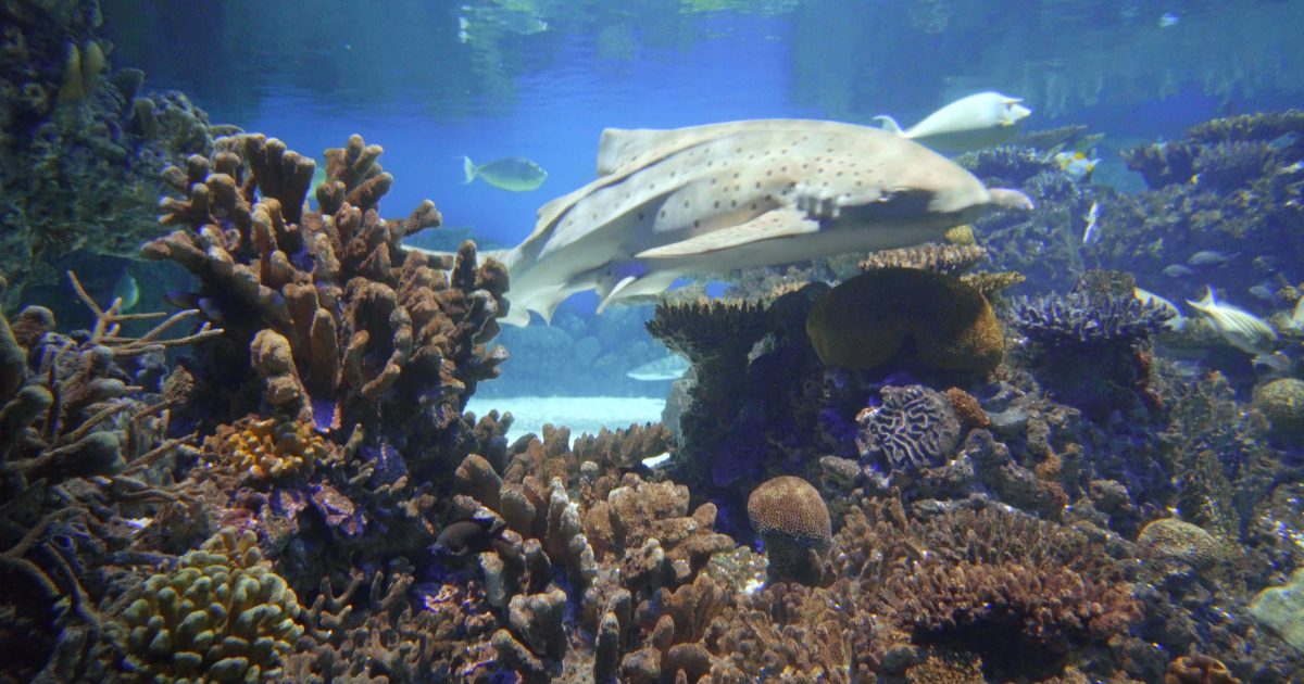 National Aquarium Get a Glimpse of Life in a Coral Reef
