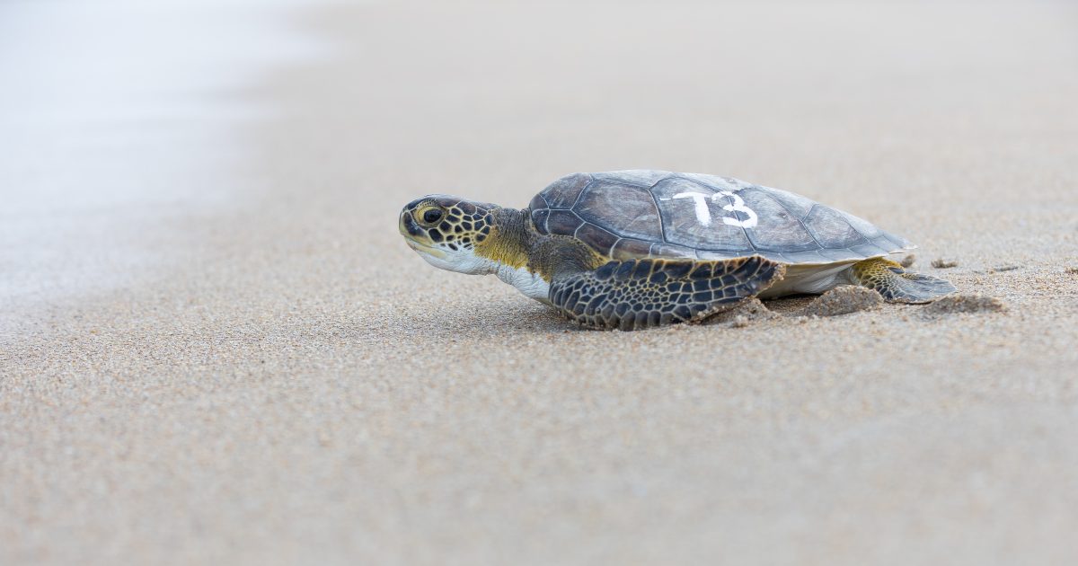 sea turtle rescue trip