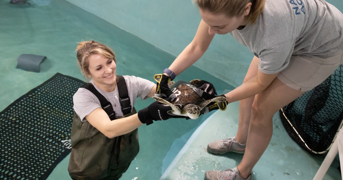 National Aquarium - Volunteer