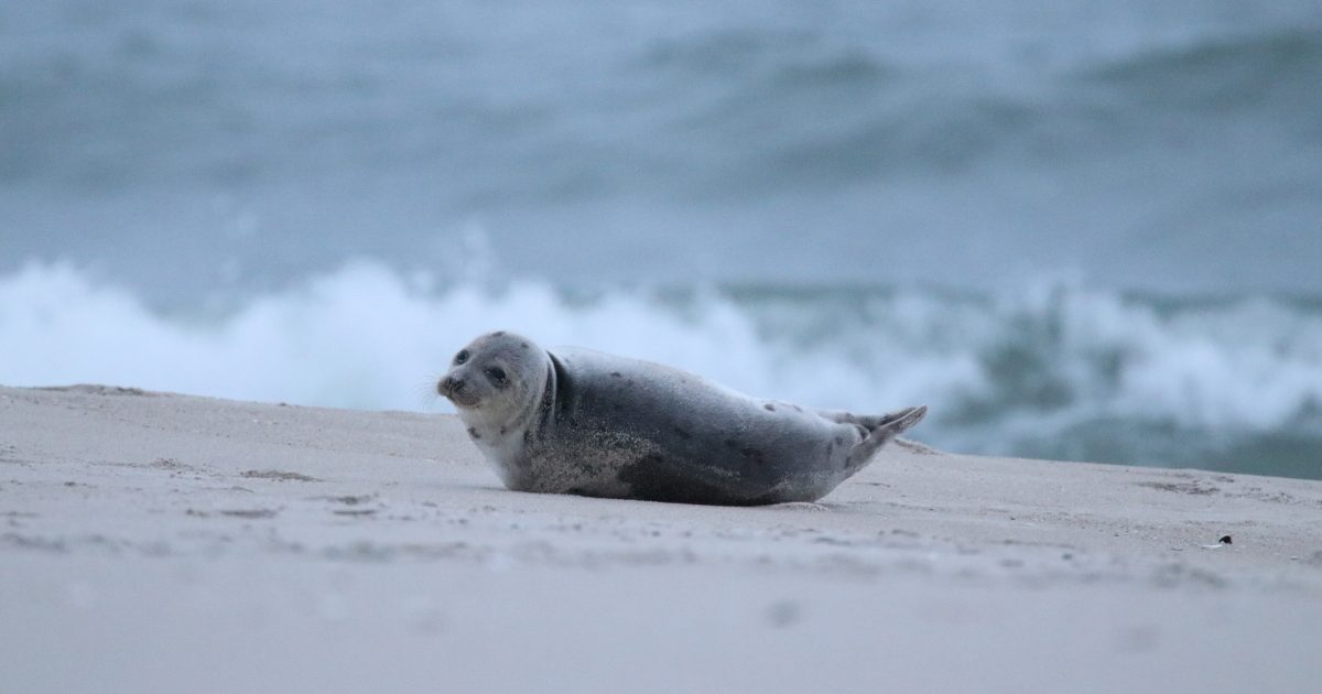 National Aquarium Seal Stranding 101