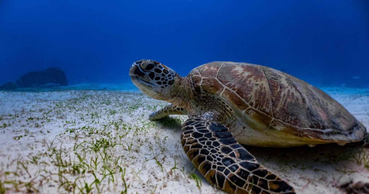 National Aquarium - Green Sea Turtle