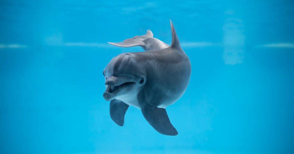 National Aquarium - Atlantic Bottlenose Dolphin