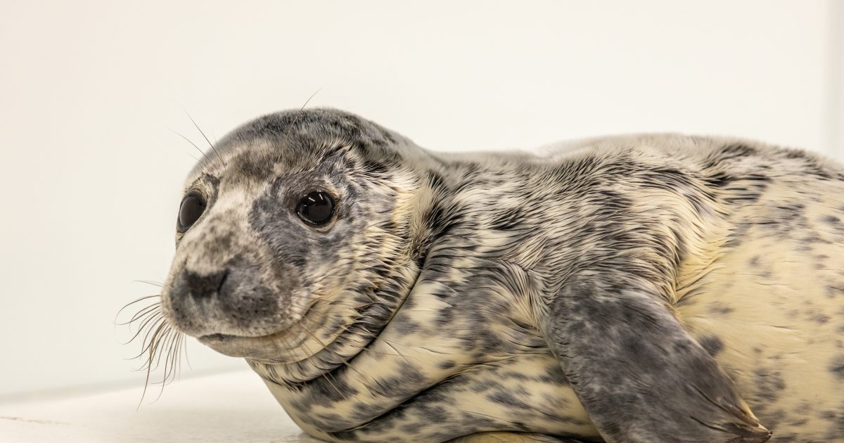 National Aquarium Animal Rescue Update Eloise